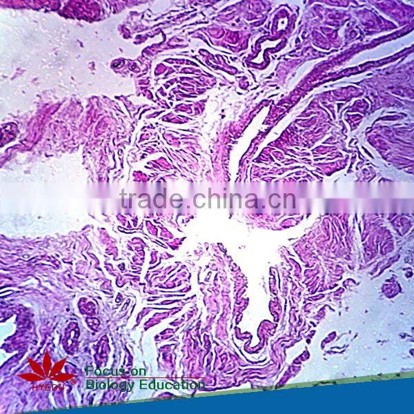 Individual slides you can choose Educational Student Histology Microscope Prepared Slides of Epiglottic Cartilage Sagittal sec