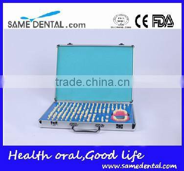 Dental models 151 teeth prepared for the standard model school education demonstration