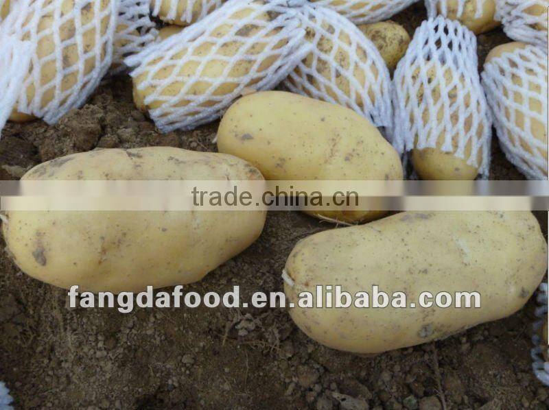 2015 NEW CROP OF FRESH POTATO Yelllow Holland type