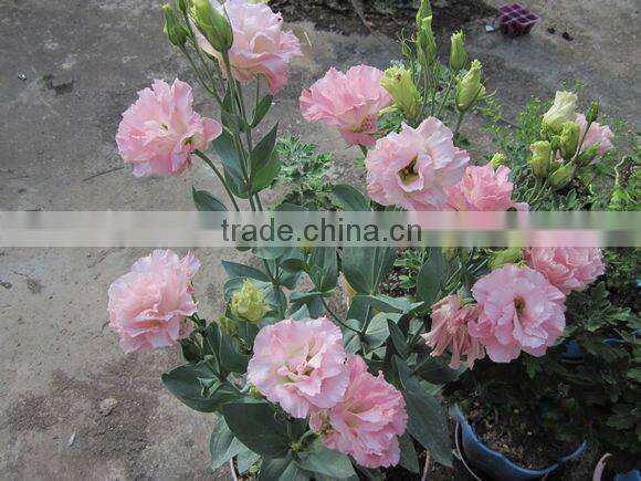 Sale Lisianthus flower seeds Eustoma grandiflorum seeds for planting
