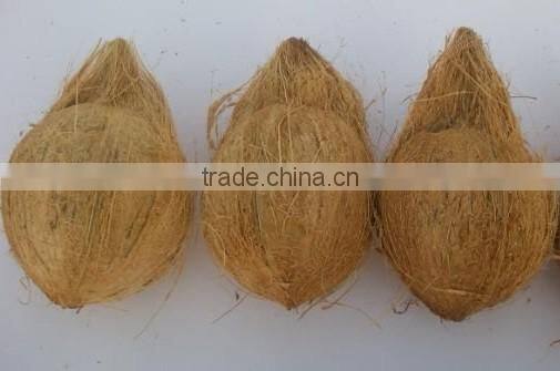 light brown Indian coconut