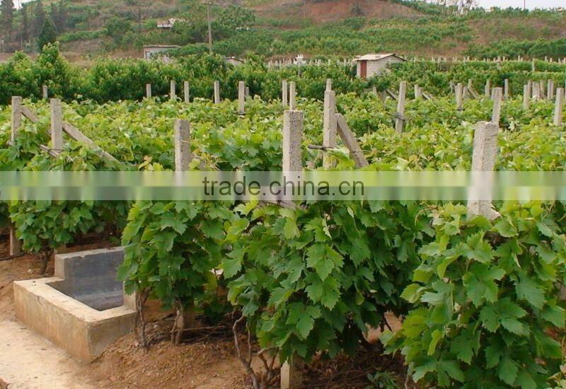 Easy survival putao shu:The grape seedling