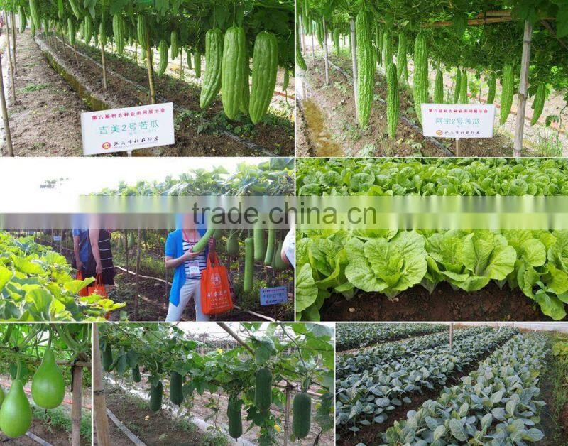 Linong long seeds vegetable gourd seeds