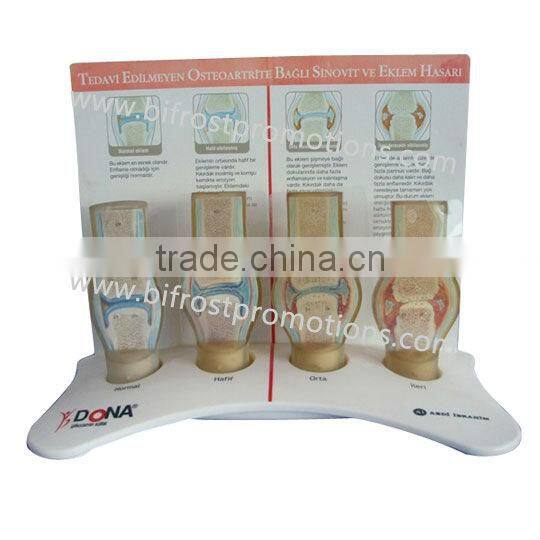 Medical Anatomical Knee Joint Model