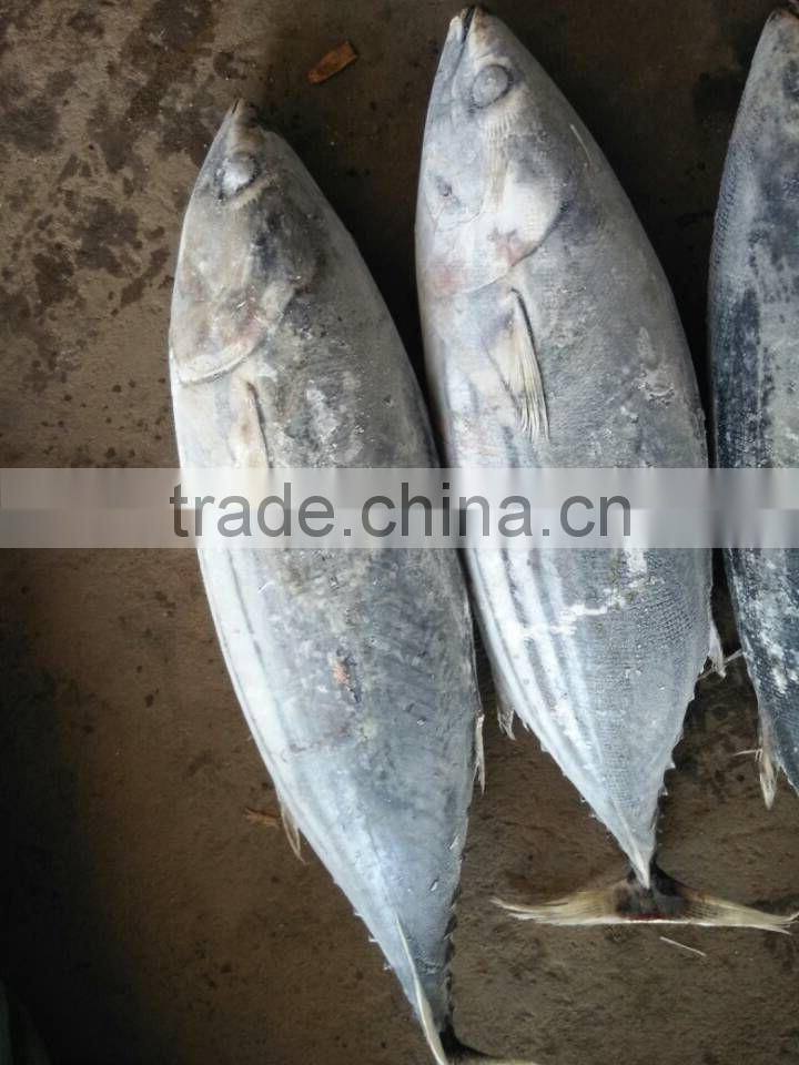 Fresh Frozen Skipjack Tuna