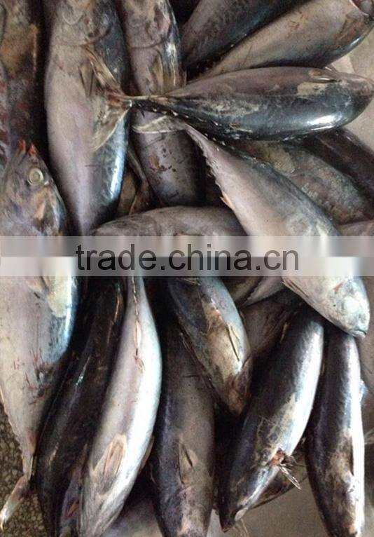 Frozen Bonito Tuna Grade A Quality good
