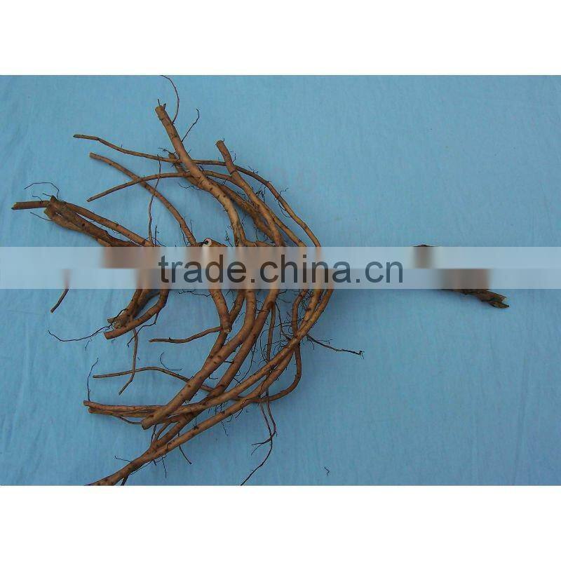 Tree Peony Plant Root 3 years old 2 shoots (branches)