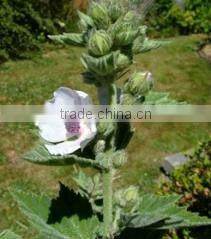 2014 Marshmallow flowers