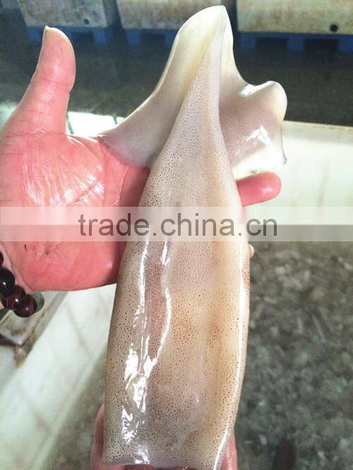 Landing frozen Illex Squid body with size 400 - 600g