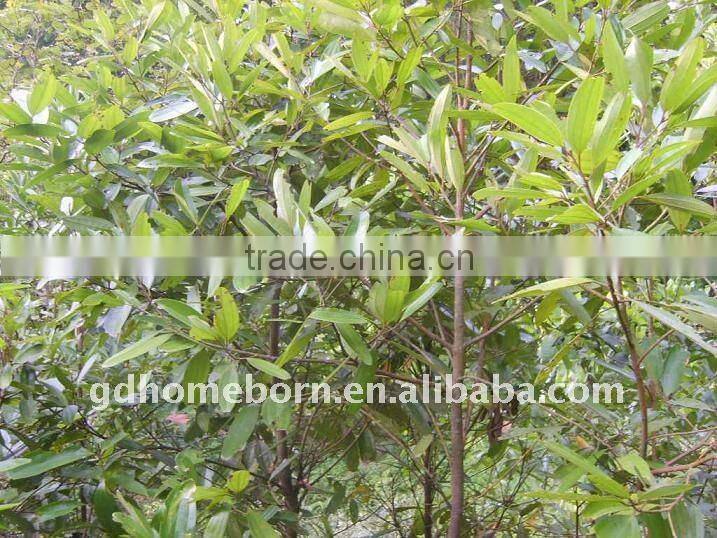 Cassia split (crop 2014) for hot sale