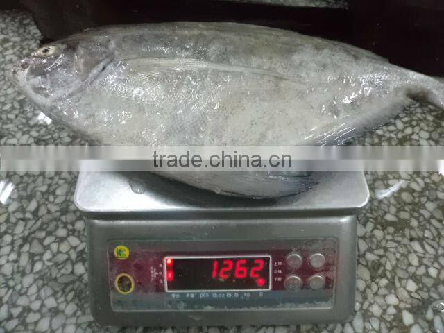 Frozen Black Pomfret