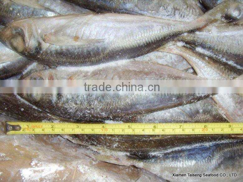 Hot Sale Mackerel Fish 20CM + Frozen Horse Mackerel