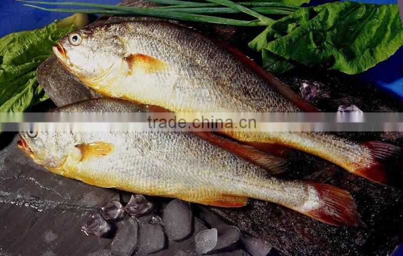 FDA BRC Whole Round Frozen Yellow Croaker Fish For Sale