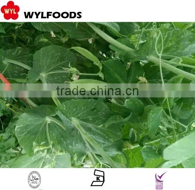 IQF china wholesales price for frozen Pea pods