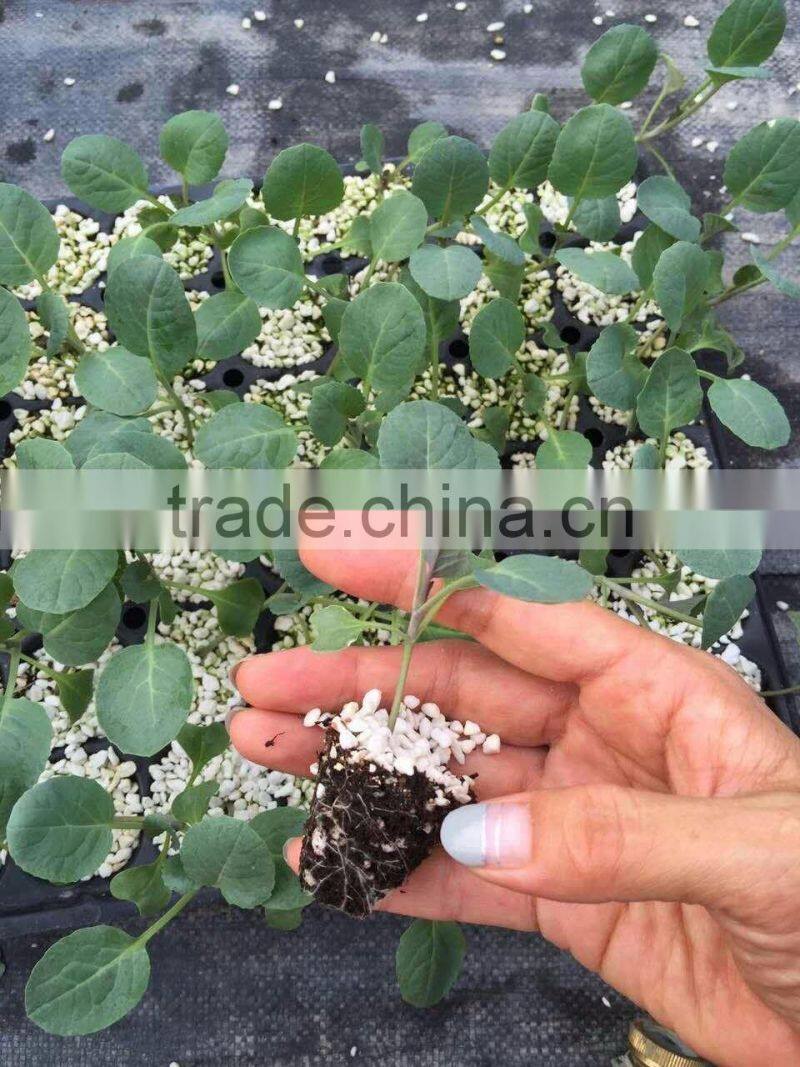 Sygenta broccoli seeds