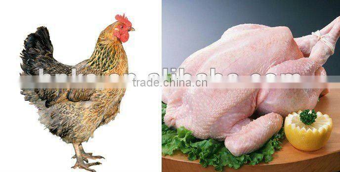 Automatic machine for poultry removing feathers for sale