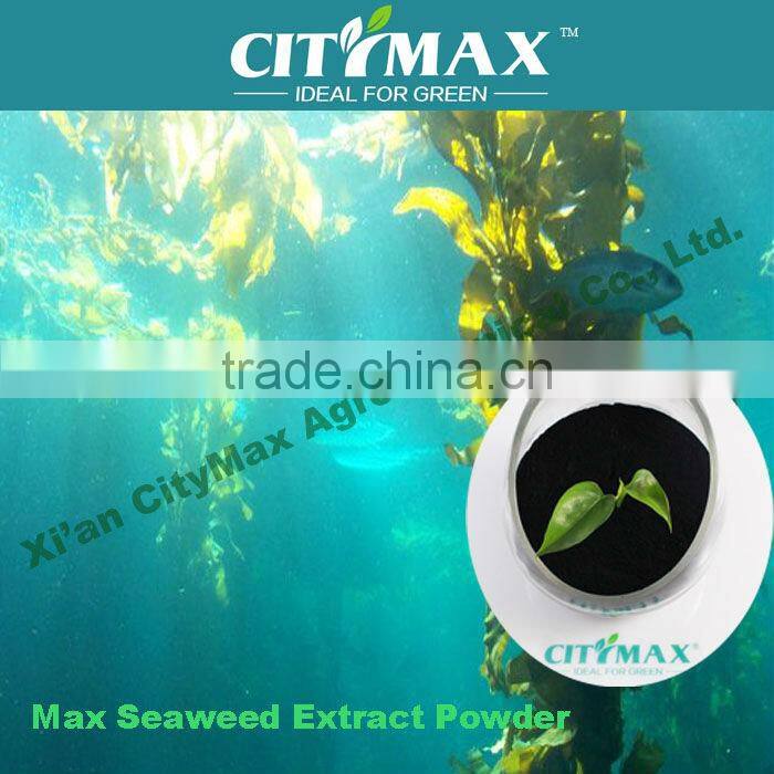 HOT!!! Strong soluble seaweed bio fertilizer