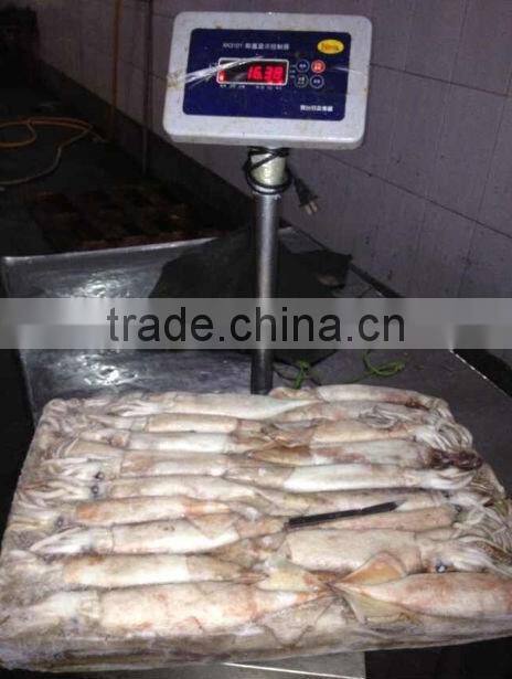 Frozen Whole Round Squid Todarodes Pacificus