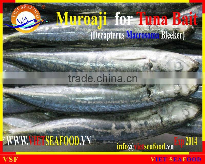 FROZEN MUROAJI FOR TUNA BAIT