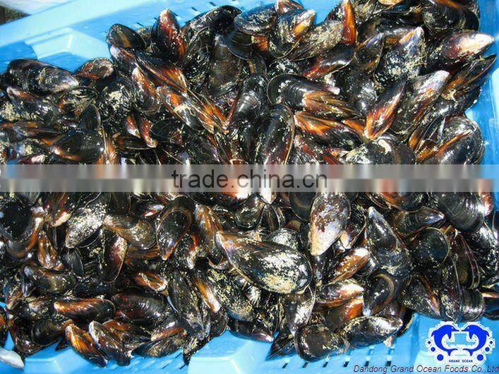 seafood frozen boiled vacuum packing mussel meat
