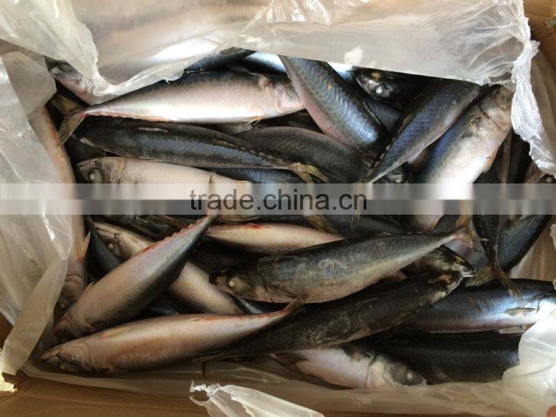 new landing 300-400g mackerel winter fish