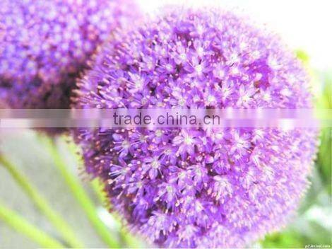 Self Adhesive Front Printingbacklit Film