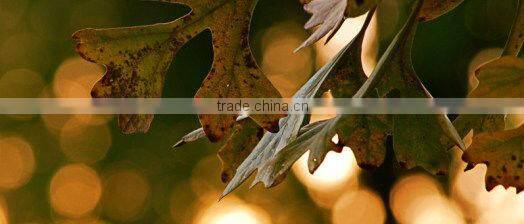 solid wood kitchen cabinet door high gloss kitchen door