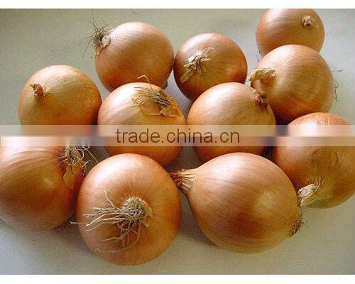 Fresh yellow onion , good quality Gansu origin