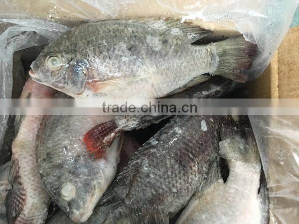 Farm Frozen Tilapia in Fujian