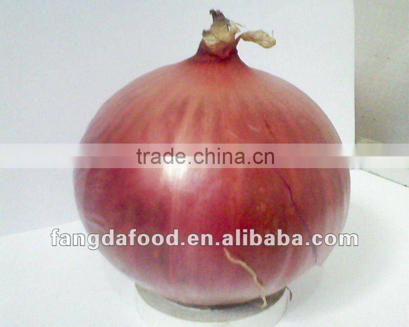 Fresh Yellow Onoion from china