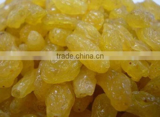 gold raisin with best price and sweet and high quality