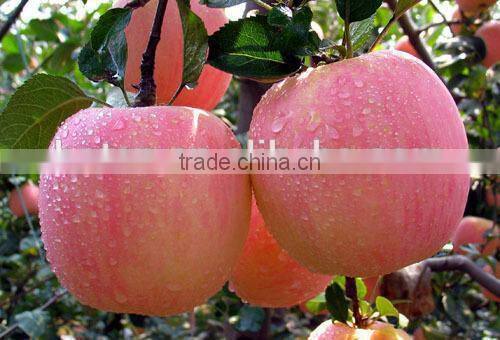 Natural Apple Peel Extract Procyanidin b2