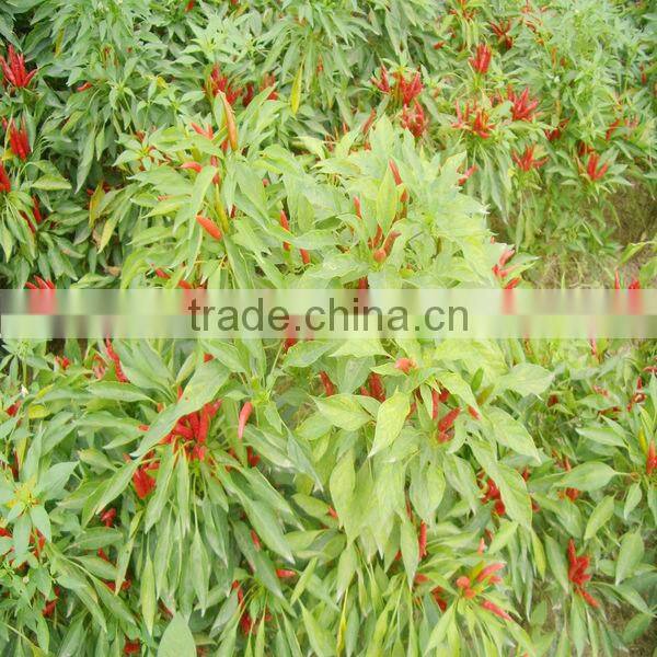 Dehydrated Crushed Chilli dehydrated vegetables