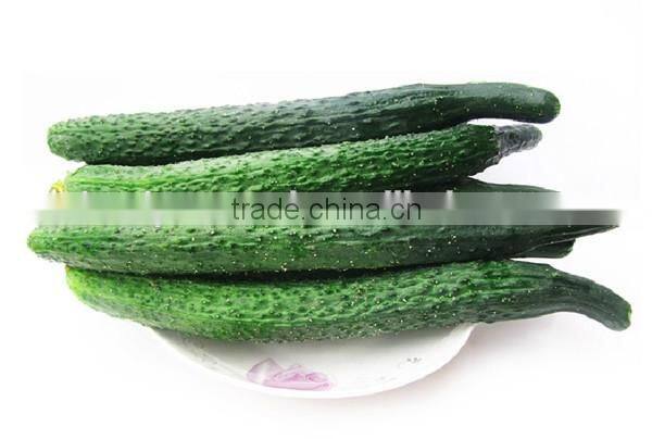 NCU15 Changgui op cucumber seeds for open field non hybrid cucumber seeds