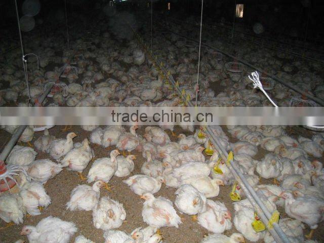poultry farming equipment