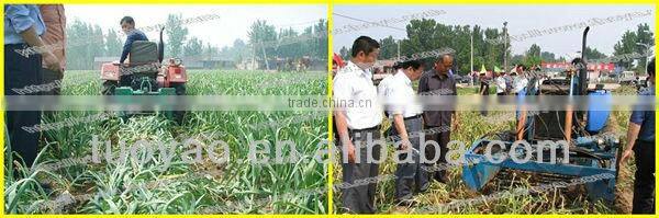 Salable Fresh Garlic Grading Machine 0086 15937167907