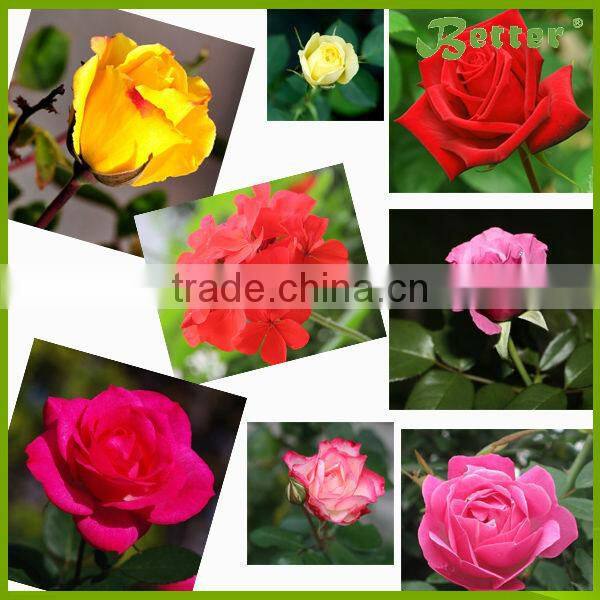 EC50 Small Manufacturing Cinnamon Oil Steam Distillation Machines