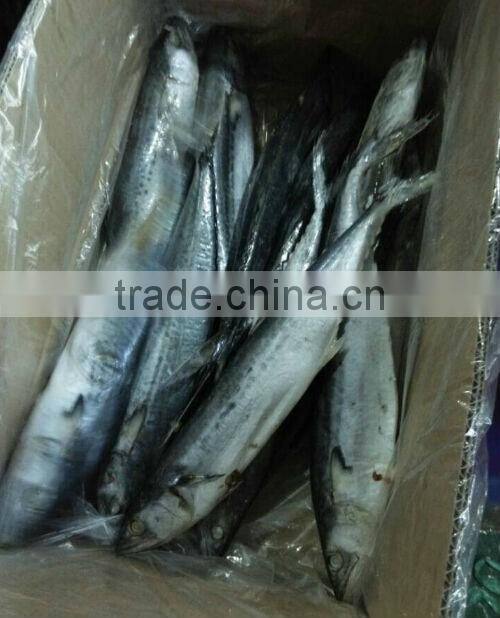 fishing net newly coming150-250g spanish mackerel, scomberomorus niphonius