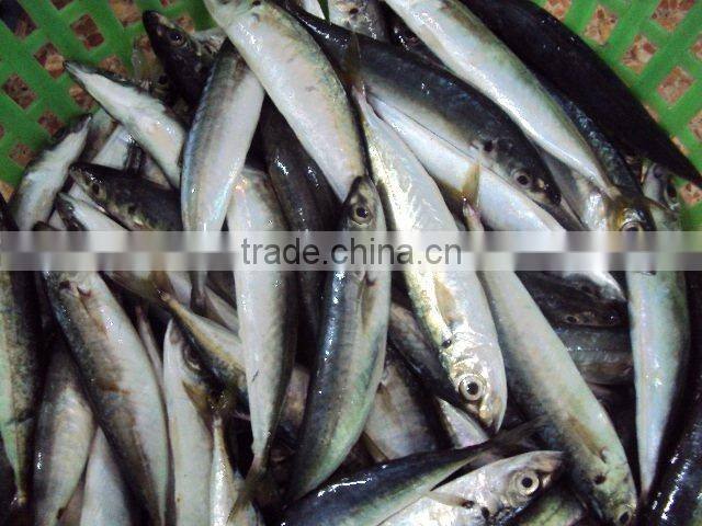 Seafood frozen round scad fish(decapterus macarellus)
