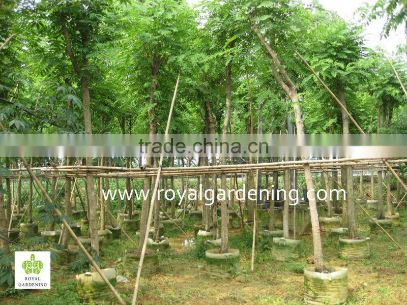 Cassia siamea yellow flower