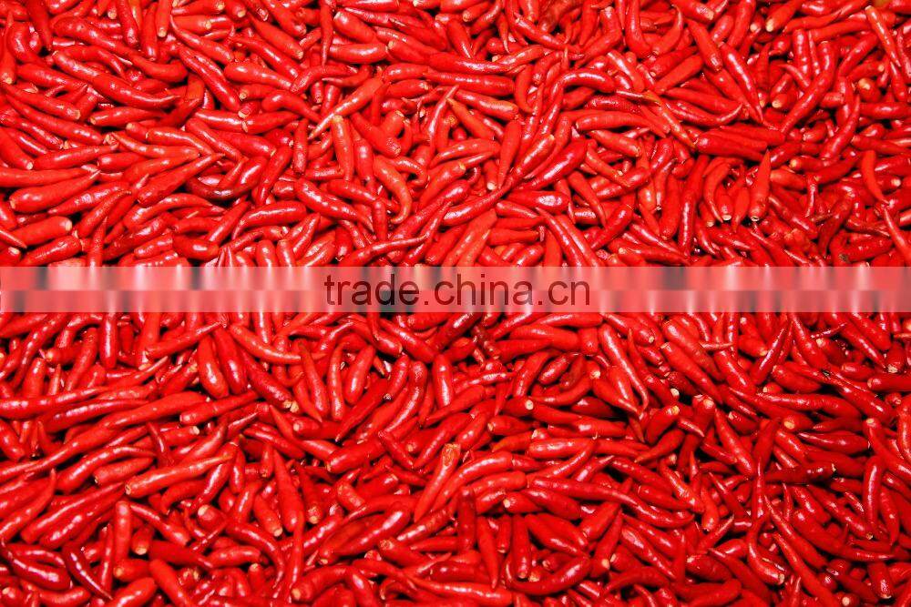 Big Red Chili exporting Vietnam