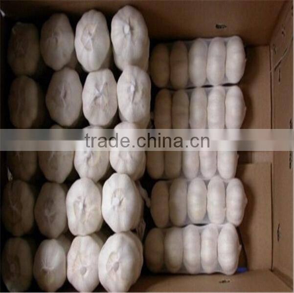 5.5 CM Garlic /Pure White Garlic