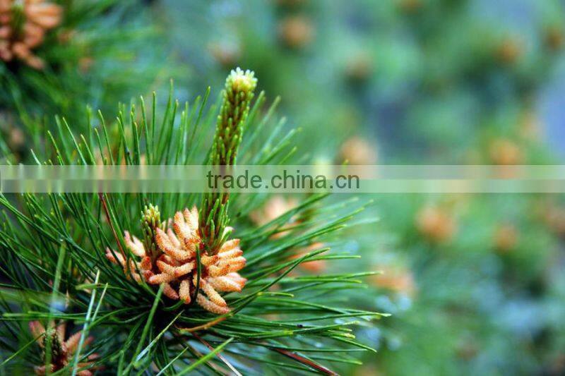100 distilled natural plant pine oil,pine essential oil