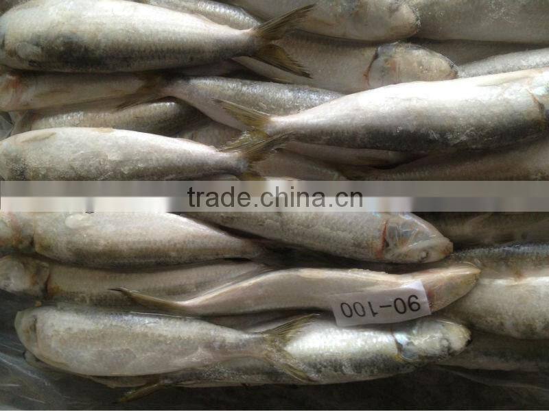 For bait fish whole round frozen sardines 8-10pcs/kg