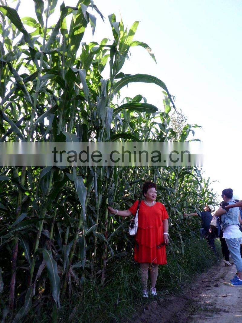 High Output Automatic Screw Type Sweet Sorghum Pressing Machine Factory Wholesale