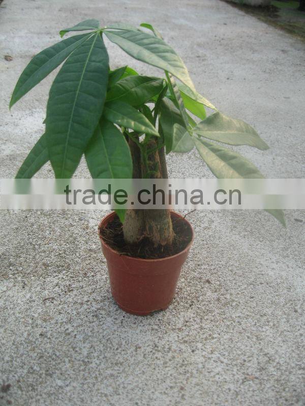 single stem money trees for indoor plants Mini Pachira Bonsai