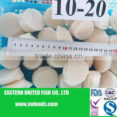 frozen IQF scallop meat