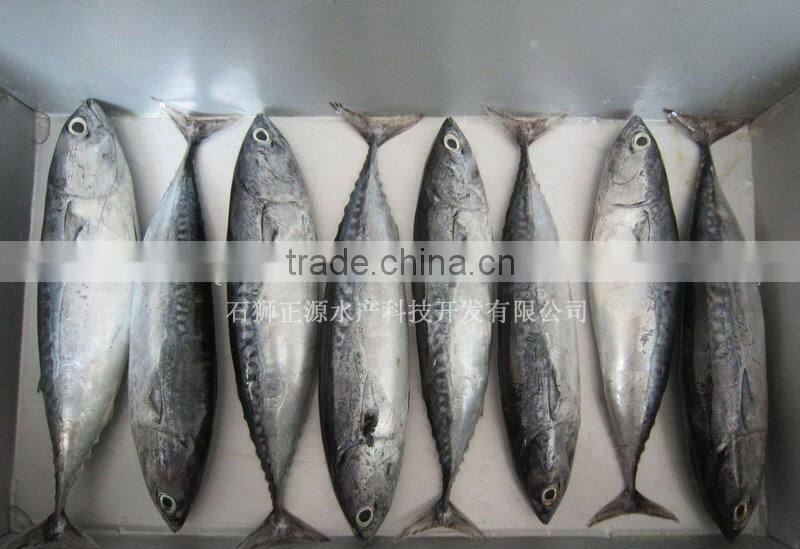 Frozen Bonito fish for sale
