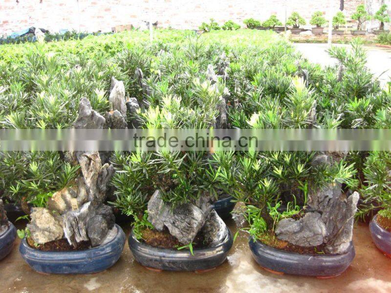Stone Bonsai Podocarpus Macrophyllus for Decoration