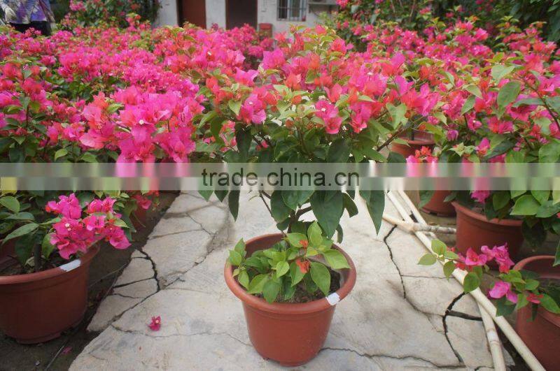 Bougainvillea spectabilis
